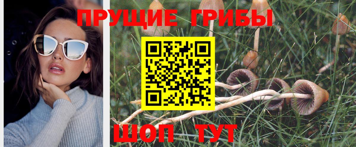 Псилоцибиновые грибы Psilocybe Кыштым